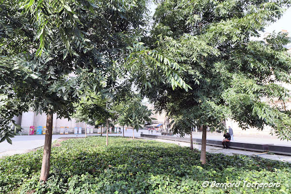 Bordeaux les pacaniers de la place Pey Berland | Photo Bernard Tocheport 