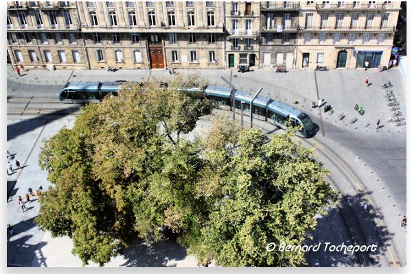 Bordeaux tram et anciens arbres de la place Pey Berland | Photo Bernard Tocheport