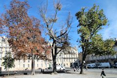 Bordeaux photo des arbres malades de la place Pey Berland | Photo Bernard Tocheport