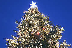 Bordeaux place Pey Berland sapin de Noël | Photo Bernard Tocheport 