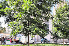 Bordeaux arbres de la place Pey Berland | Photo Bernard Tocheport 