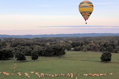 Les vaches regardent passer les montgolfières