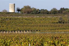 Les vignes de Saint Emilion