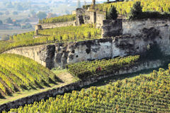 Soleil rasant sur les vignes de Saint Emilion