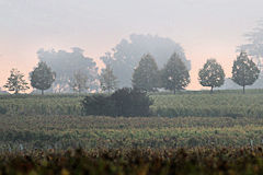 Payasage d'automne à Saint Emilion | 33-bordeaux.com